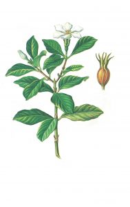 จื้อจื่อ (Gardenia Jasminoides Fruit Extract)