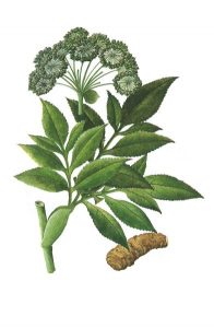 ป๋ายจื่อ (Angelica Dahurica Root Extract)